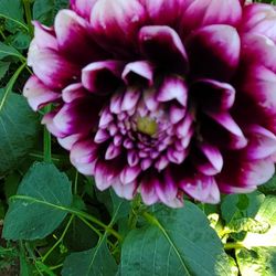 B-man Dahlia Tubers