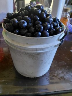 Blueberry