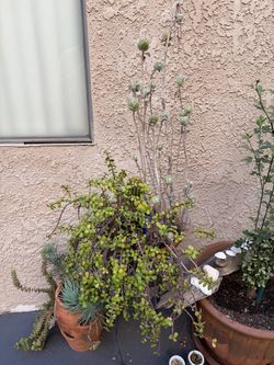 Succulent and cactus pot