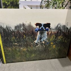 Spaniel In A Field Canvas Print