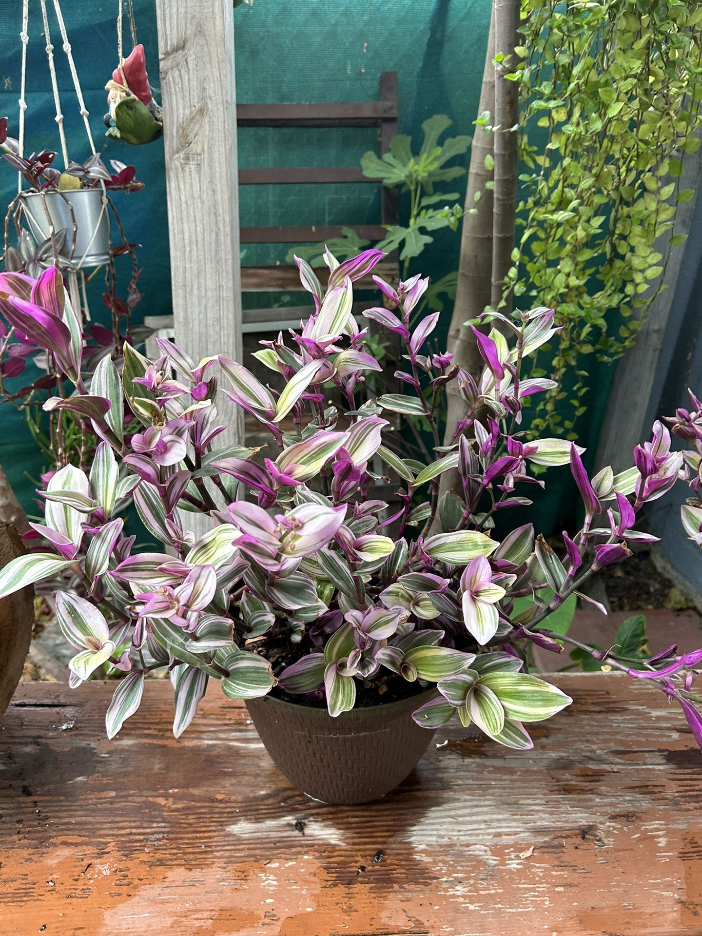 Plants