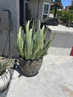 Plants Blue Agave Young Large Variety 
