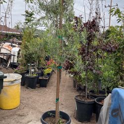 Olive Tree 