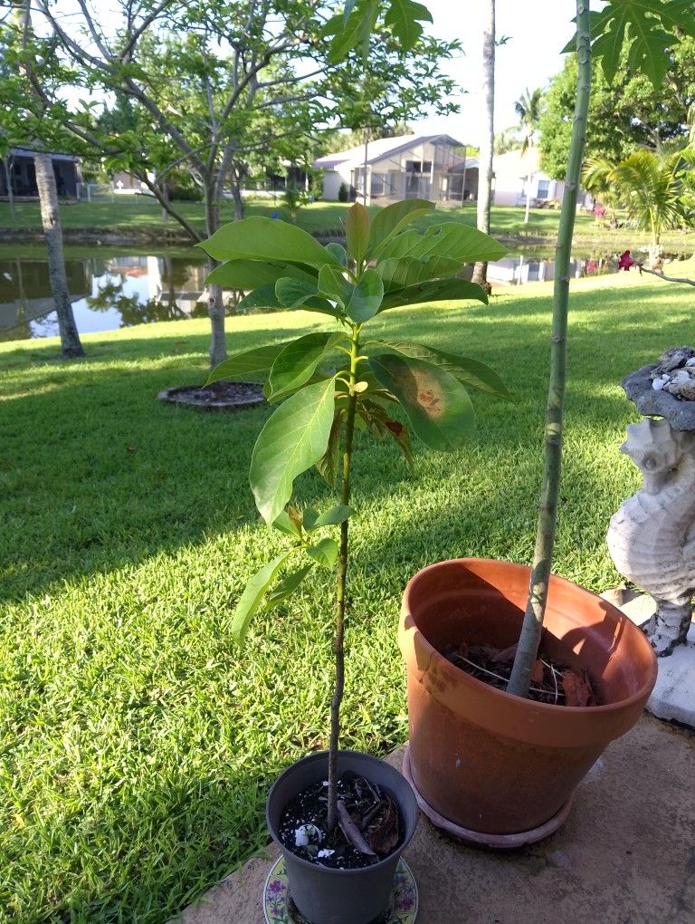 Florida Avocado Tree 4ft Tall
