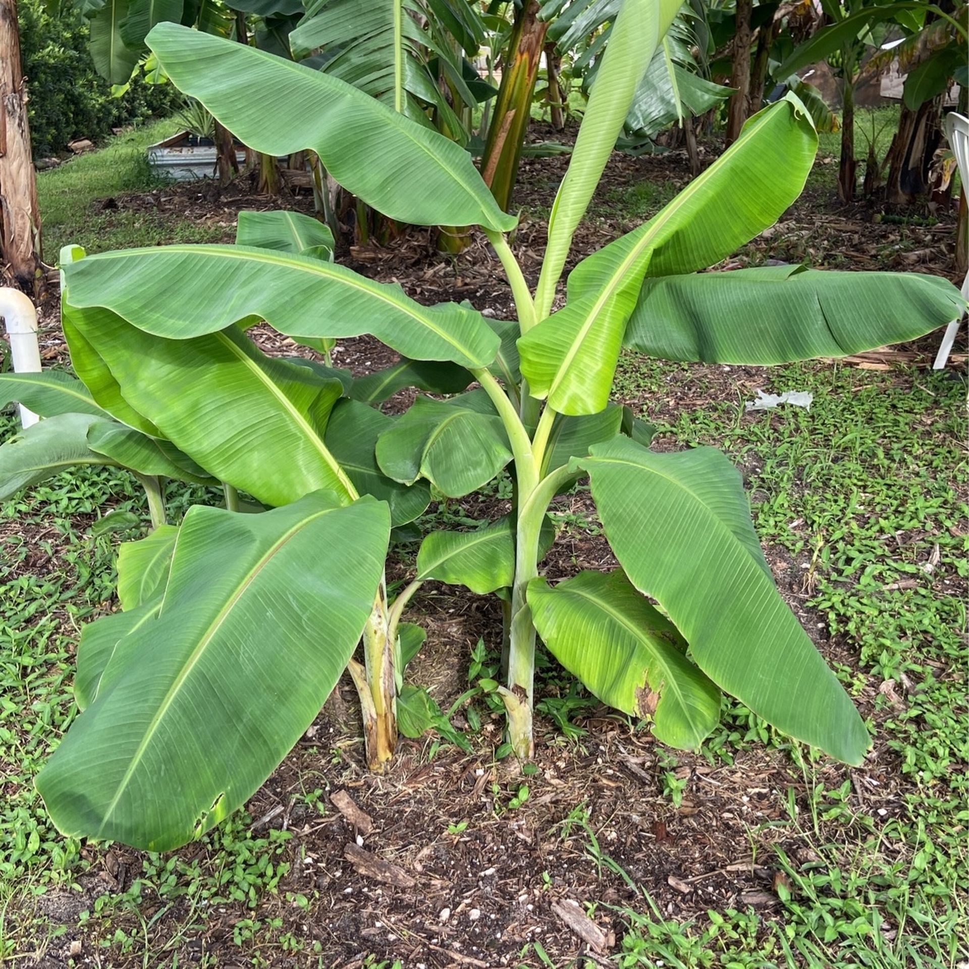 “Burro Plantains”, Tree Pups and Fruit