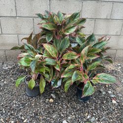 Large Aglaonema Pink Siam (8 Inch Nursery Pot) - Live Plant 