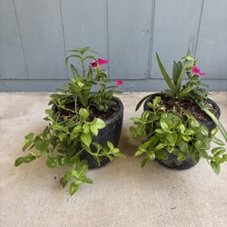 Pair Of Beautiful Black Concrete Pots With Plant Arrangements