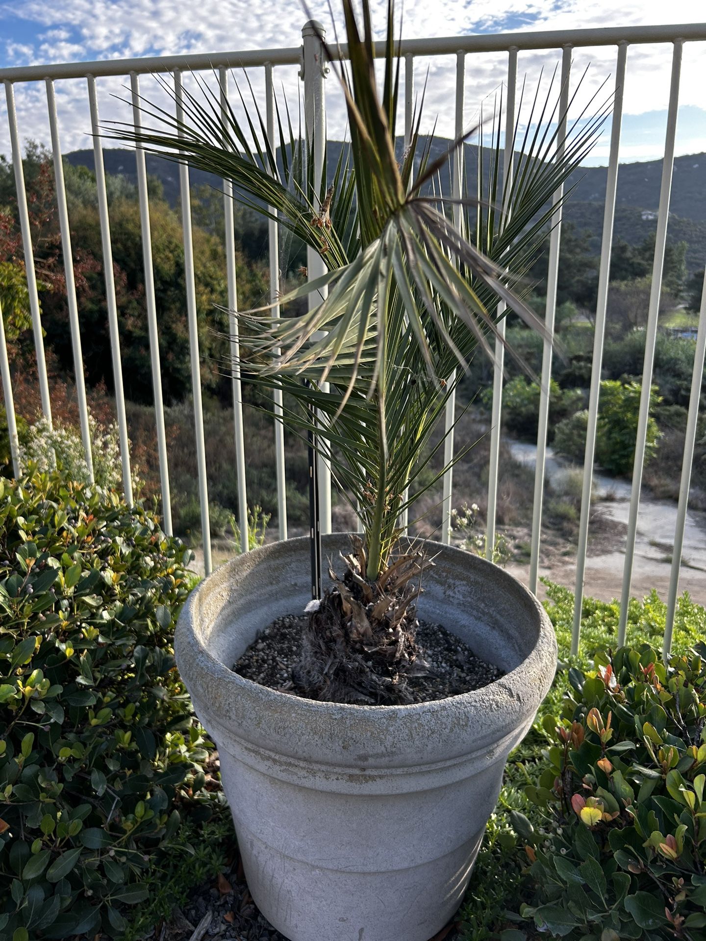 Plants With Pots
