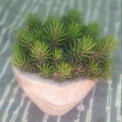 Succulent In Planter