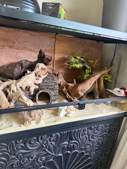 Bearded dragon enclosure