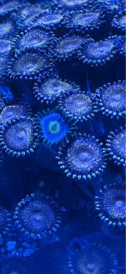 Brown/Orange Zoanthid (Zoa) Colony