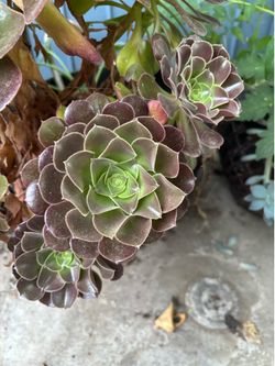 Plant succulents and others