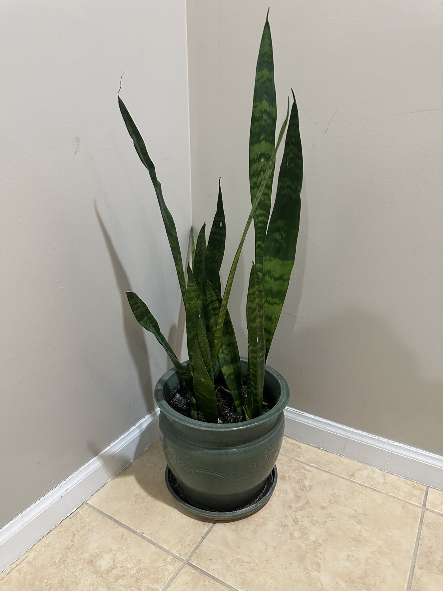 House Snake Plant 11” diameter 34” height Pot included!