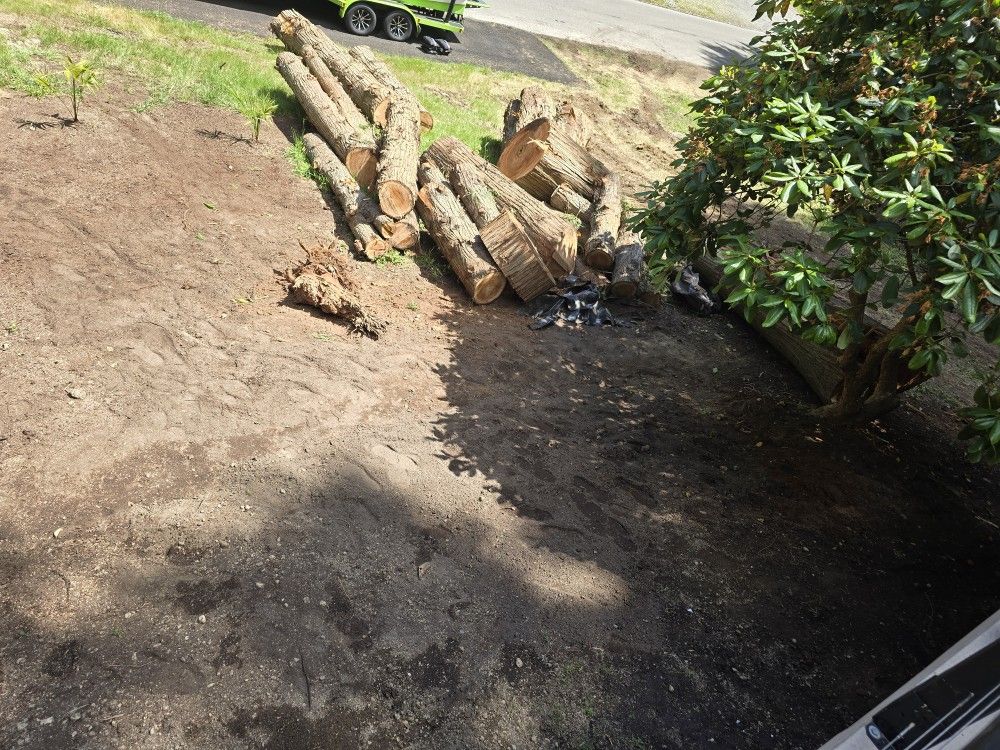 Free Wood