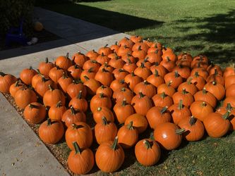 Pumpkins Last Day On Sale 