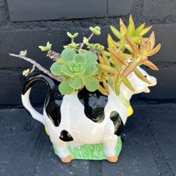 Succulents 