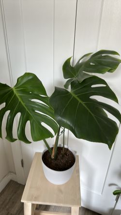Monstera Deliciosa (Swiss Cheese Plant)🪴