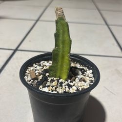 Dragon Fruit Cutting