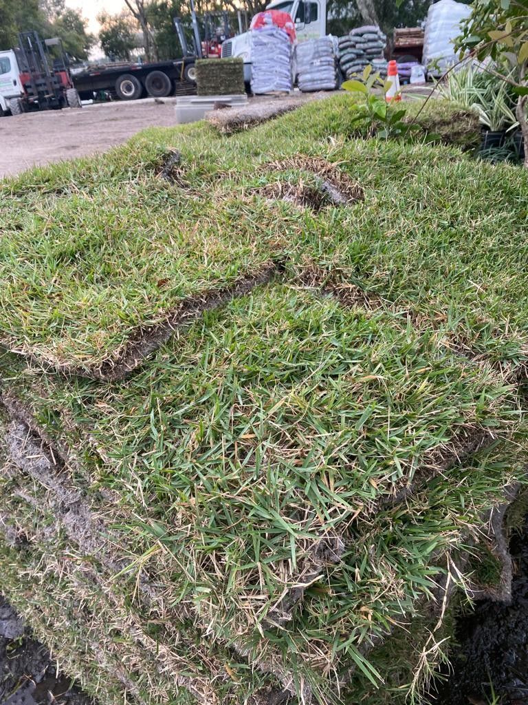 Zoysia Grass 
