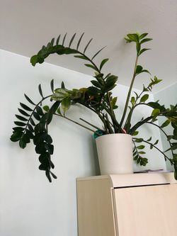 Large ZZ Plant in White Pot