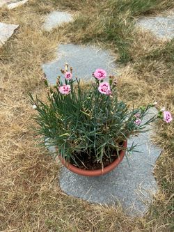 Large blooming carnation plant in decorative pot with saucer