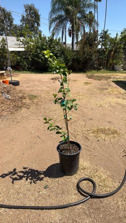 Mexican Lime 🍋‍🟩 Key lime grafted