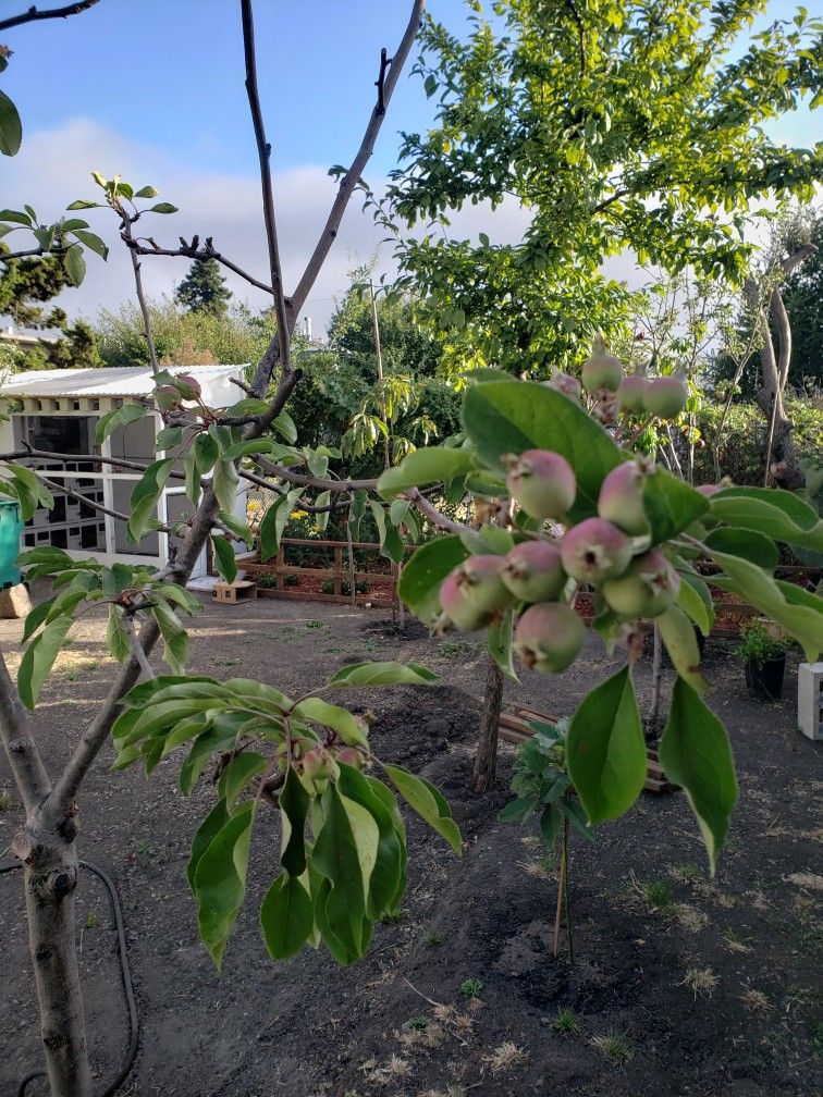 Harboles De Mansana .