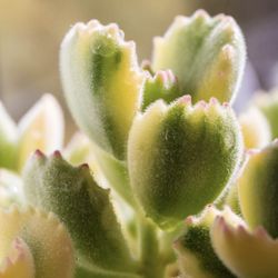 Variegated Bears Paw Plants  🪴💚🤍🐻