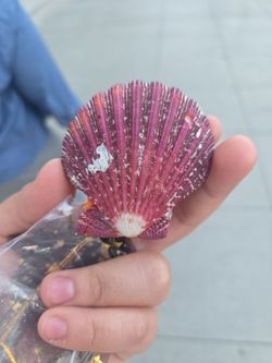 Sea shell
