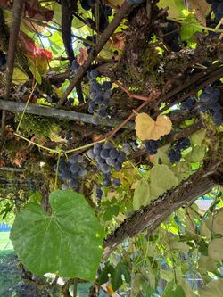 Organic Concord Grapes