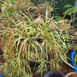 FREE ** Large Potted Plants 