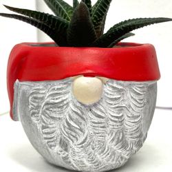 🎄🎁Haworthia Limifolia House Plant In Cute Cement Pot 3 3/4" H.
