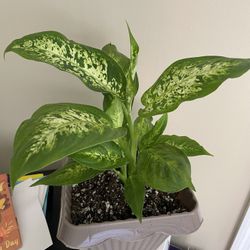 Dieffenbachia Plant 🪴 $16