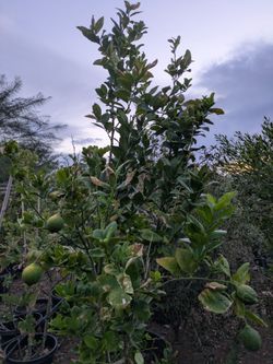 $300 Lisbon lemon tree 25gal
