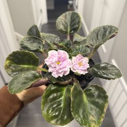 Baby Pink African Violet Plant Blooming In Pot Gorgeous 