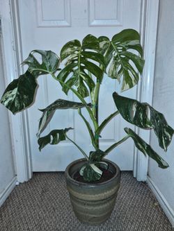 Rare Monster albo, highly Variegated