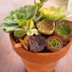 Mixed Succulents Arrangements 