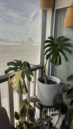 Huge 2 leaf monstera albo plant
