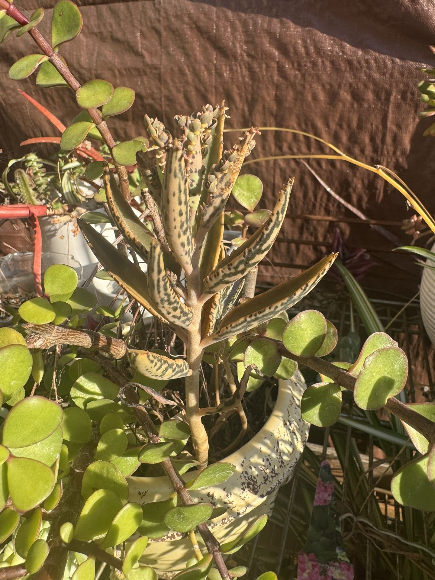 mother of thousands