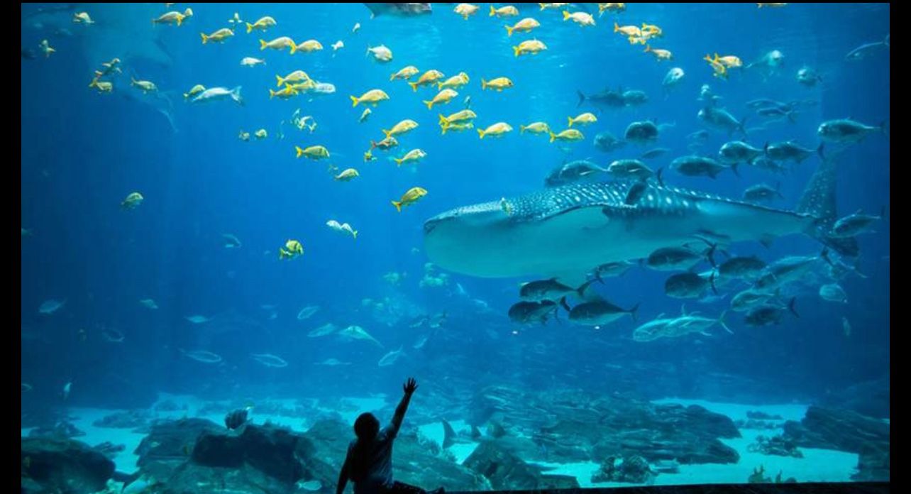 Georgia aquarium Tickets 