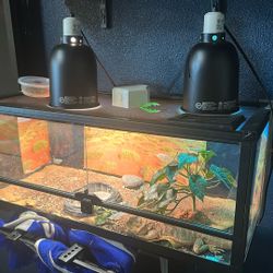 Bearded Dragon & Enclosure