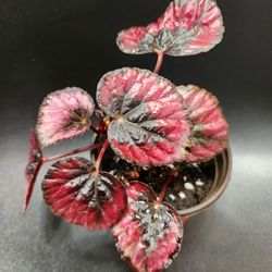 Begonia Red Kiss Plant