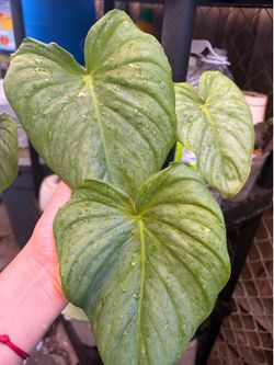 Philodendron Mamei