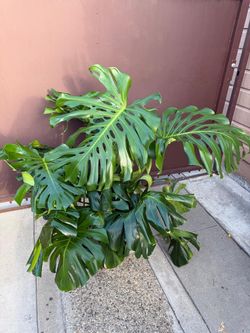 10” monstera