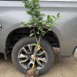 Palestinian sweet lime  