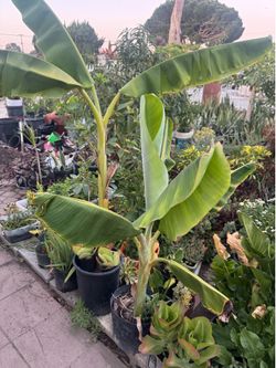 Thai banana