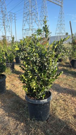 Wax leaf privet