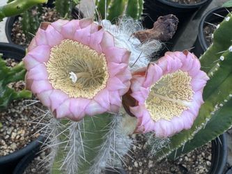 Exotic cactus