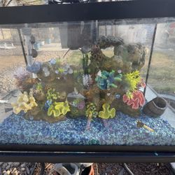 20 Gallon Tank W/ Accessories!!