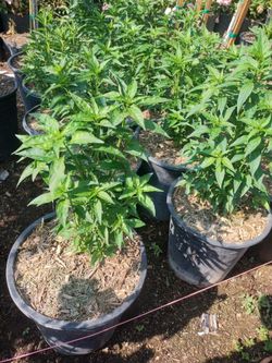 Variedad De Plantas$15 And Up